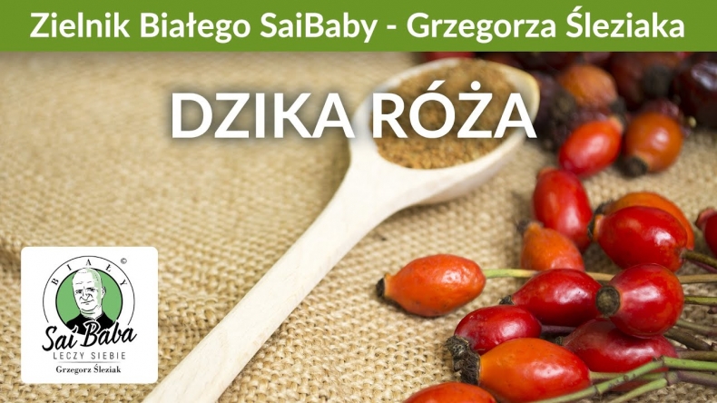 Zielnik Grzegorza Śleziaka - Dzika róża