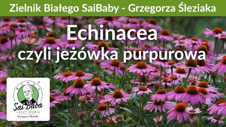 Zielnik Grzegorza Śleziaka - Jeżówka purpurowa kontra wirusy i nie tylko