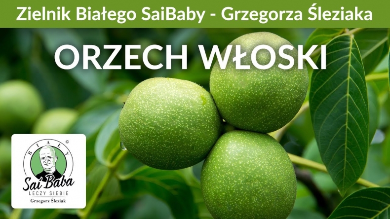 Zielnik Grzegorza Śleziaka - Orzech włoski kontra pasożyty i infekcje