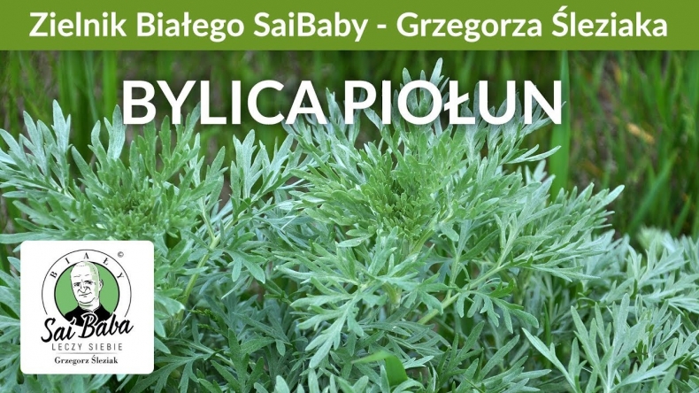 Zielnik Grzegorza Śleziaka - Piołun na dobre trawienie