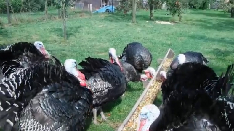 Prawdziwy bio indyk. Jedyny taki w europie