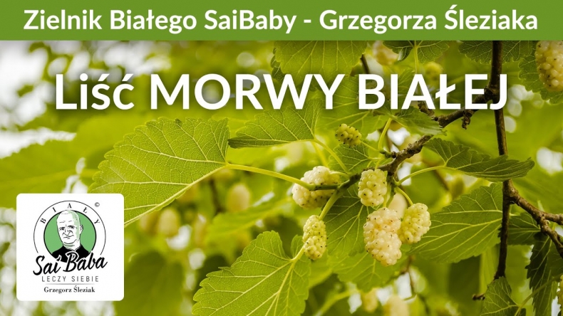 Zielnik Grzegorza Śleziaka - Morwa biała kontra cukrzyca