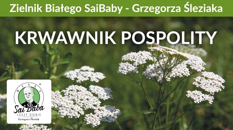 Zielnik Grzegorza Śleziaka - Krwawnik jako zioło uniwersalne